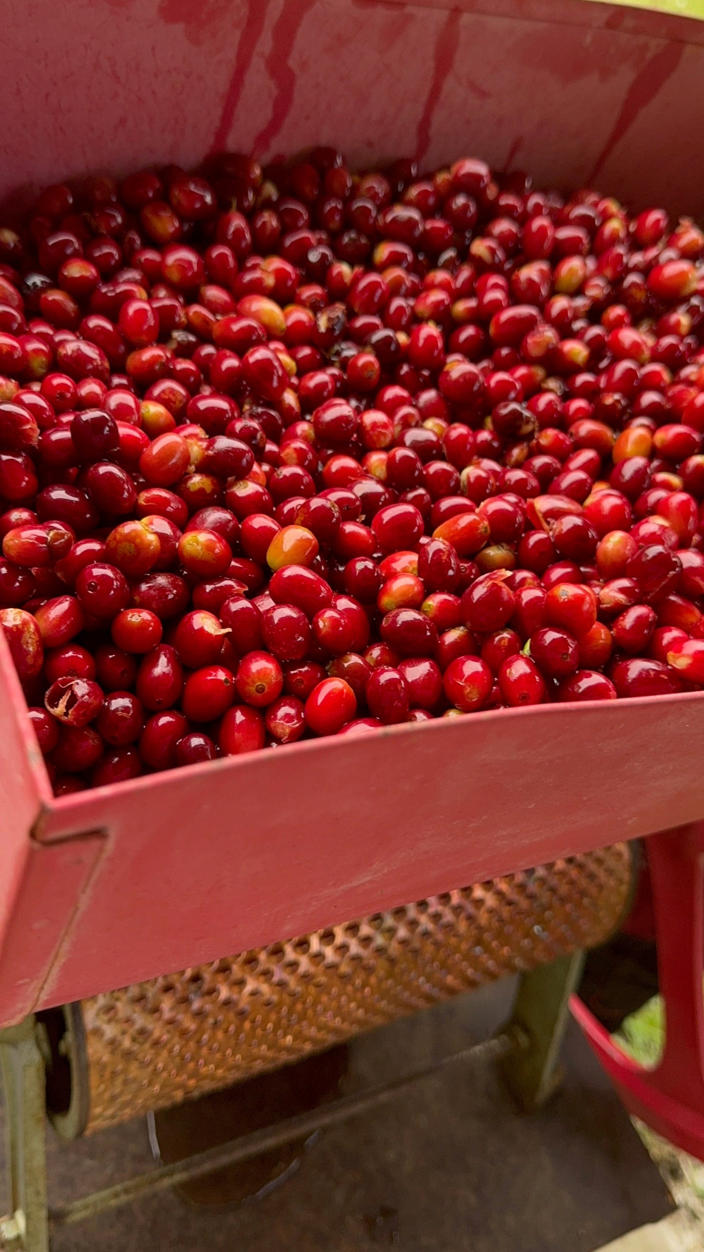 Finca Nuevo Colorado Geisha - Panama, washed