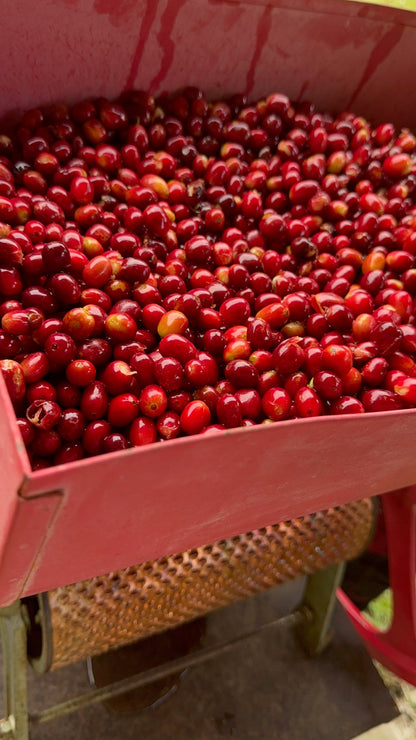 Finca Nuevo Colorado Geisha - Panama, washed