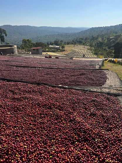 Tagel Alemayehu Olkai Coffee - Washed Landrace - Ethiopia