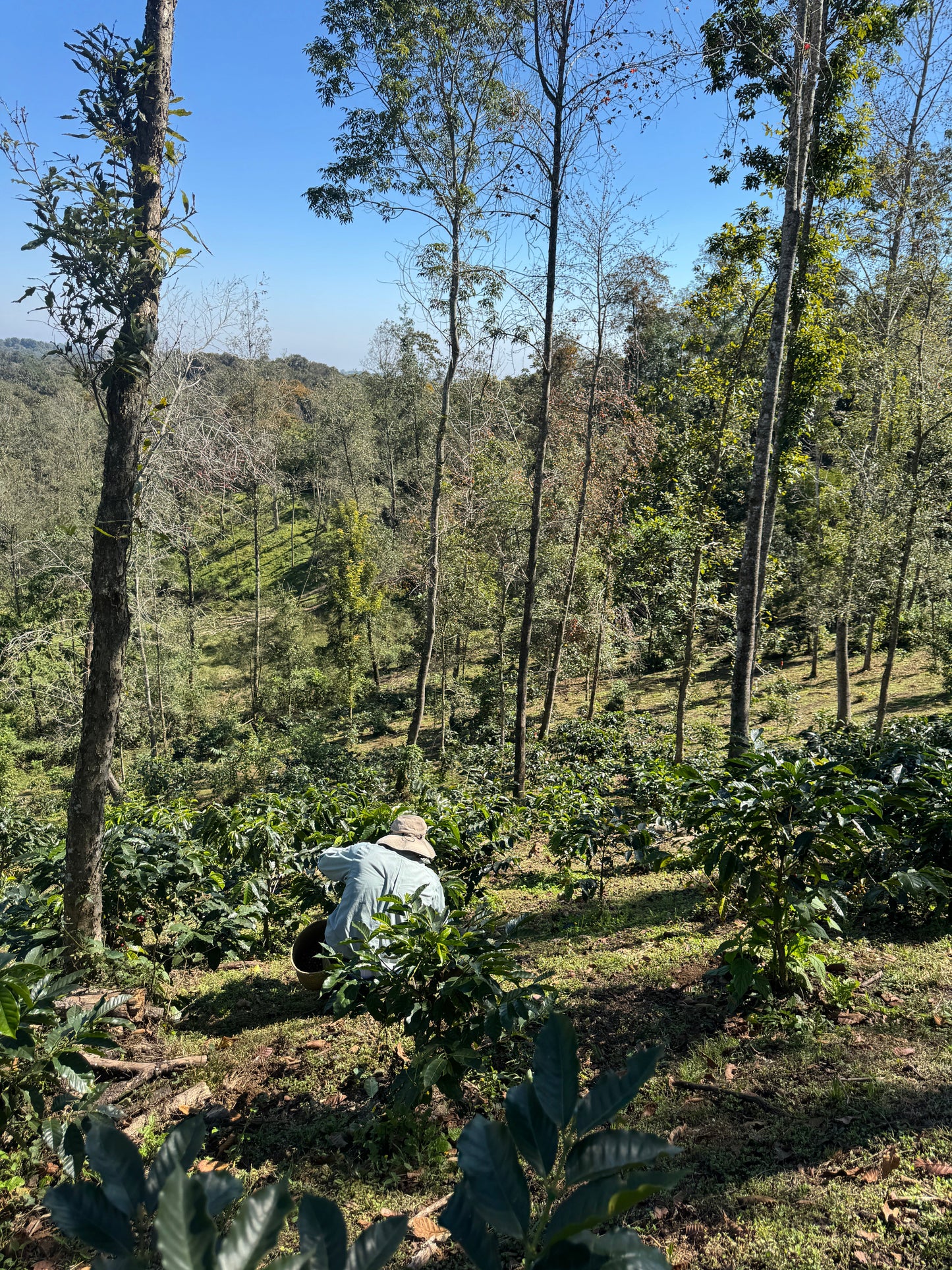 Las Cañadas, Starmaya Honey UL