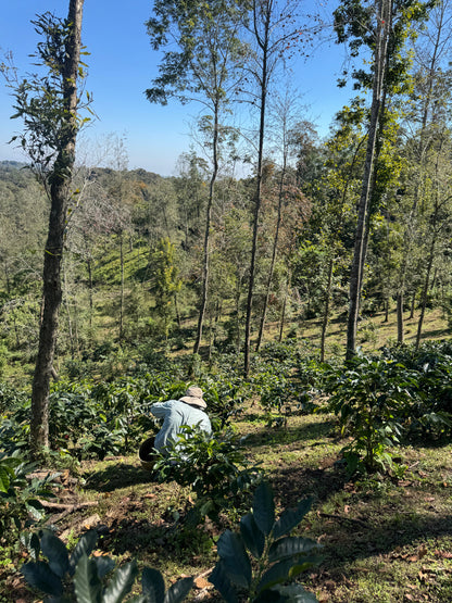 Las Cañadas, Starmaya Honey UL
