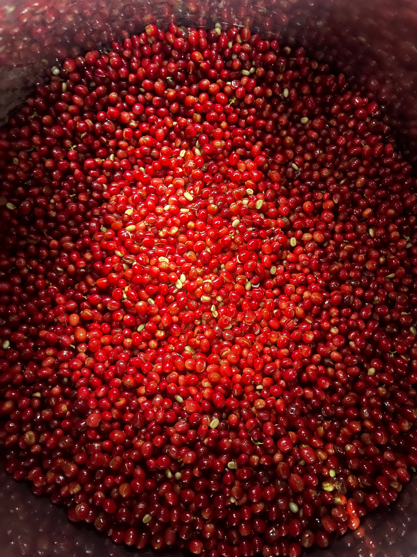 Hacienda La Florida Typica Mejorado - Ecuador, natural carbonic maceration