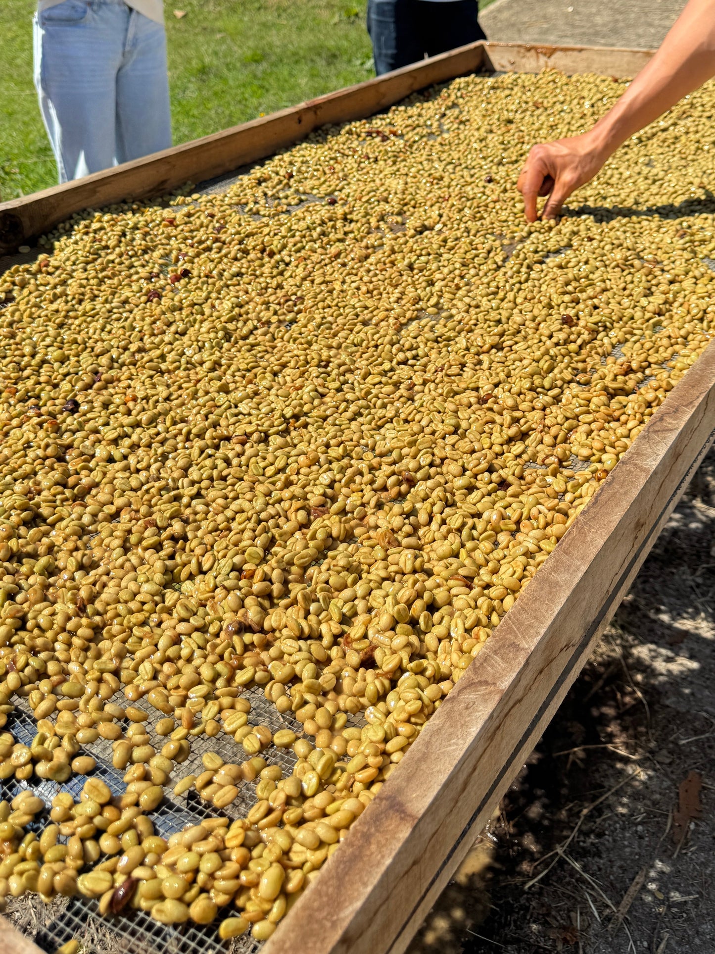 Las Cañadas, Starmaya Honey UL