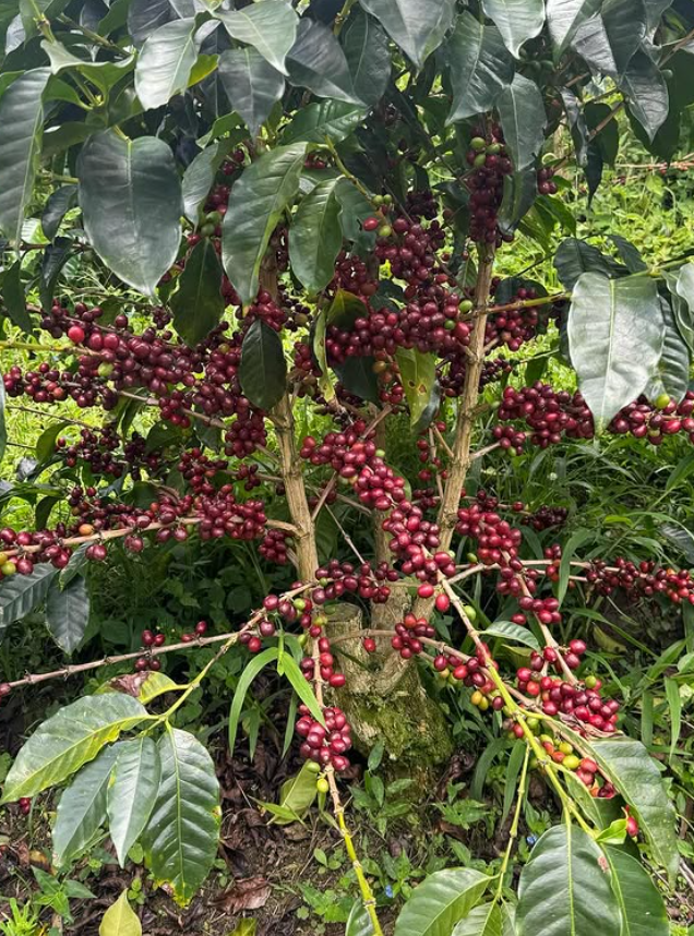 Las Palmas Brayan Alvear - Guanabana Washed Caturra - Colombia
