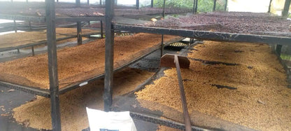 Finca El Proceso Chiroso - Colombia, washed
