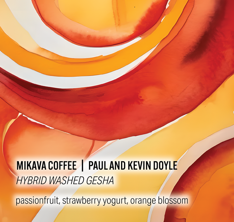 Mikava Coffee - Paul and Kevin Doyle - Hybrid Washed Gesha - Colombia