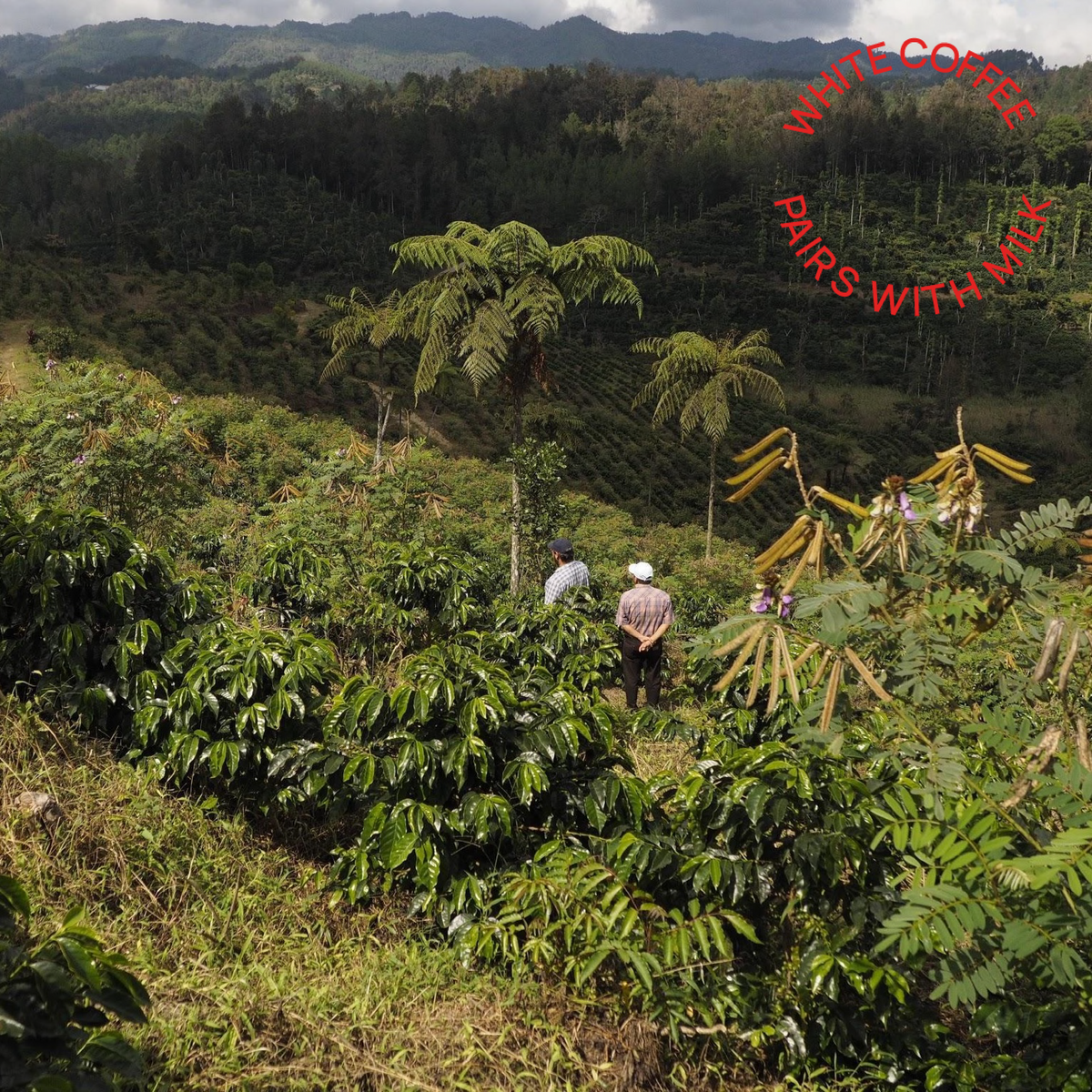 Guatemala Luis Valdez