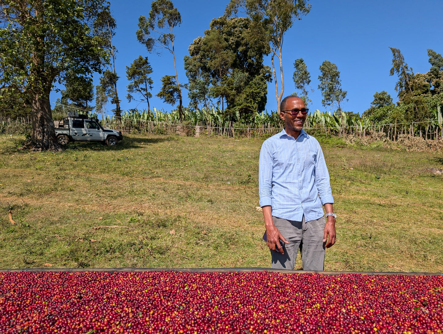Tagel Alemayehu Olkai Coffee - Washed Landrace - Ethiopia