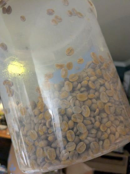 Yunnan Purple Caturra "Boba Brian"