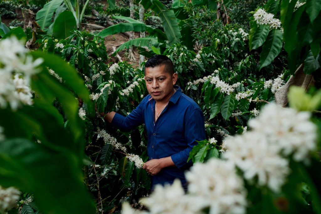 Finca Liquidambar - Roberto Rene González - Yellow Honey Field Blend - Honduras
