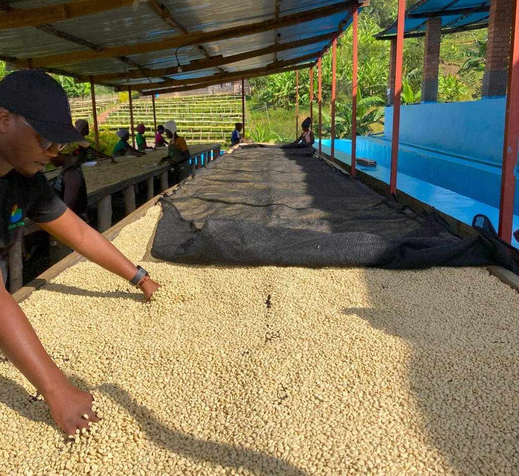 Smallholder Farmers Murundo Kivubelt People’s Farm - Washed Bourbon - Rwanda