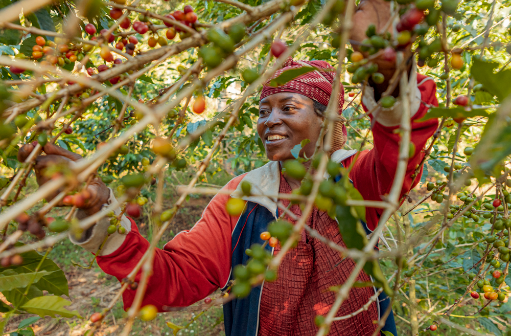 Muhororo Washing Station - Smallholder Farmers - Swiss Water Process Decaf Natural Red Bourbon - Rwanda