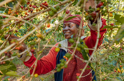 Muhororo Washing Station - Smallholder Farmers - Swiss Water Process Decaf Natural Red Bourbon - Rwanda