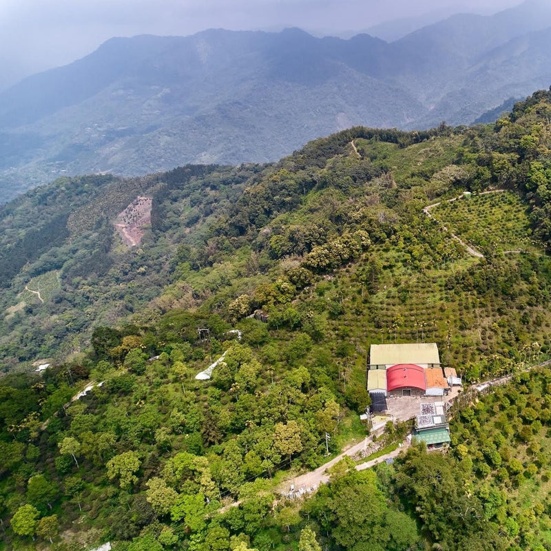 Taiwan Hsu Tingyeh - Typica - Looproom Collaboration