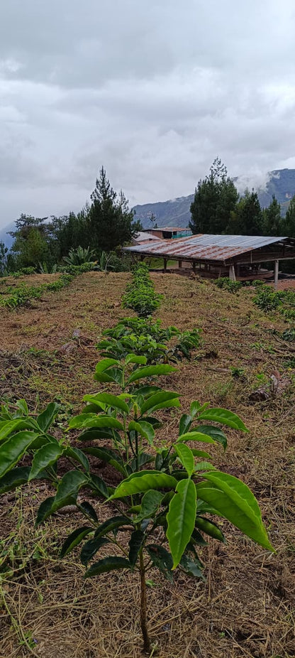 Shipago Geisha ESPRESSO