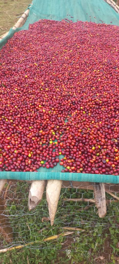 Nensebo G1 Espresso