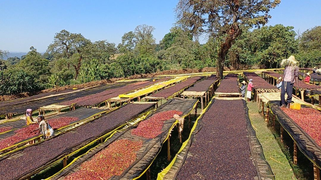 Anasora Site - Smallholder Farmers - Natural Landrace - Ethiopia