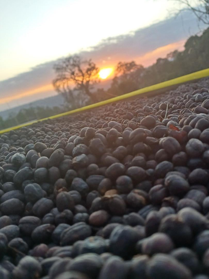 Anasora Site - Smallholder Farmers - Natural Landrace - Ethiopia