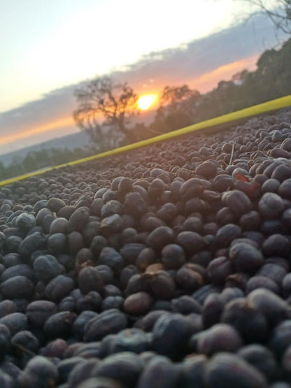 Anasora Site - Smallholder Farmers - Natural Landrace - Ethiopia