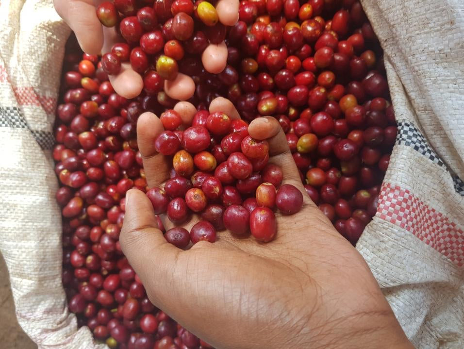 Anasora Site - Smallholder Farmers - Natural Landrace - Ethiopia