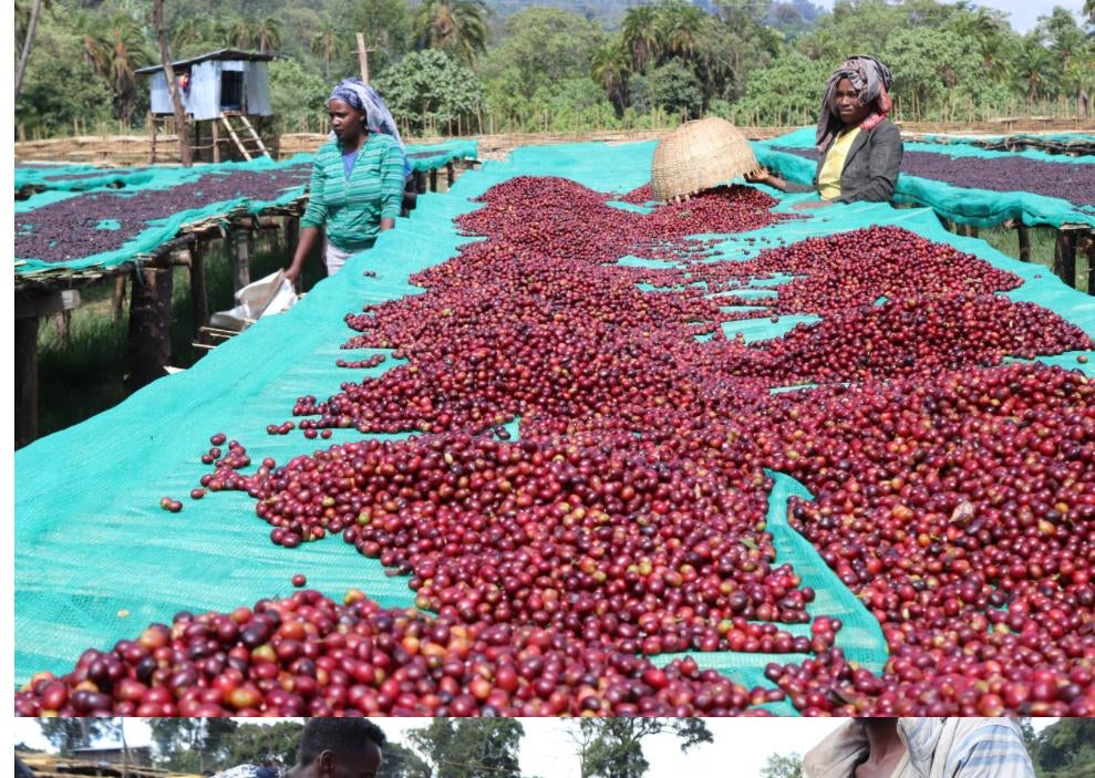 Anasora Site - Smallholder Farmers - Natural Landrace - Ethiopia