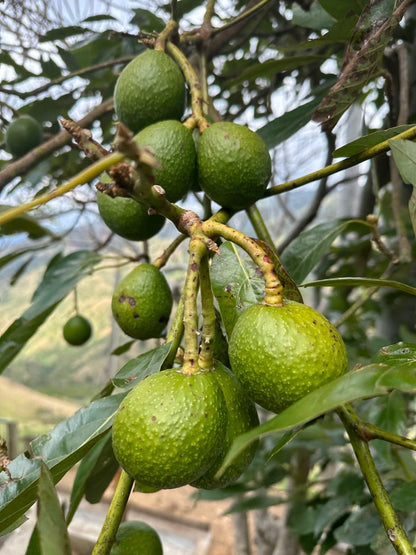 El Ajial — Freezer Reserve