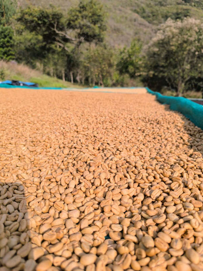 Chavez Estate Lot #1 - Jhenrri Chavez - Anaerobic Washed SL9 - Peru
