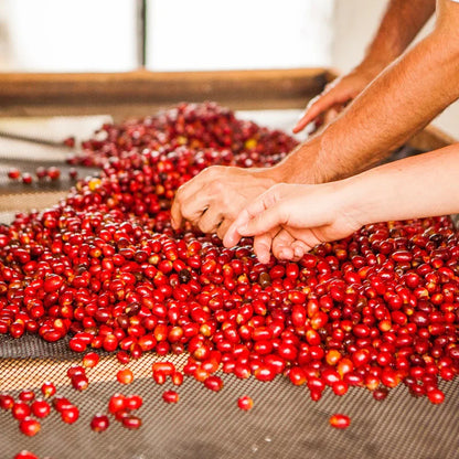El Vergel Estate Decaf - Elias and Shady Bayter - Watermelon Infused Honey Process Caturra Colombia - Colombia