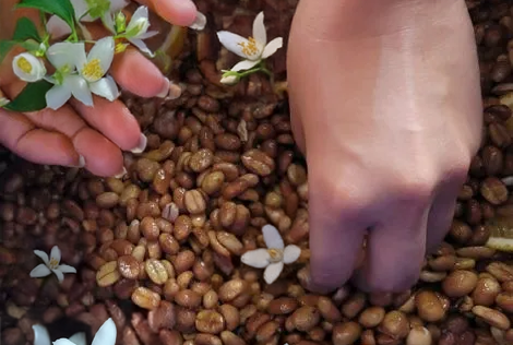 Central Sumatera Coffee Bener Meriah Estate - Jasmine + Yeast Inoculated Wet-Hulled  Typica - Indonesia