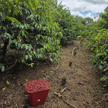 Edinson Argote Gesha