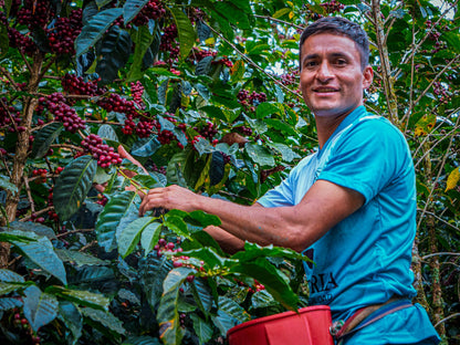 El Mirador - Yoniser Mego Silva - Anaerobic Washed Gesha - Peru