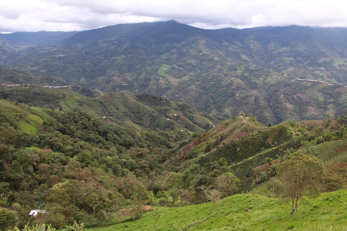 El Paraiso Village - Smallholder Farmers - Natural Field Blend - Peru