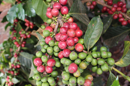 Gachatha Nyeri - Gachatha Cooperative - Washed Kenya - Kenya