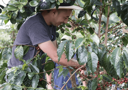 Hacienda El Obraje and Finca El Paraiso - Pablo Andres Guerrero and Jose Ignacio Gomez  - EA Decaf Anaerobic Washed Gesha - Colombia