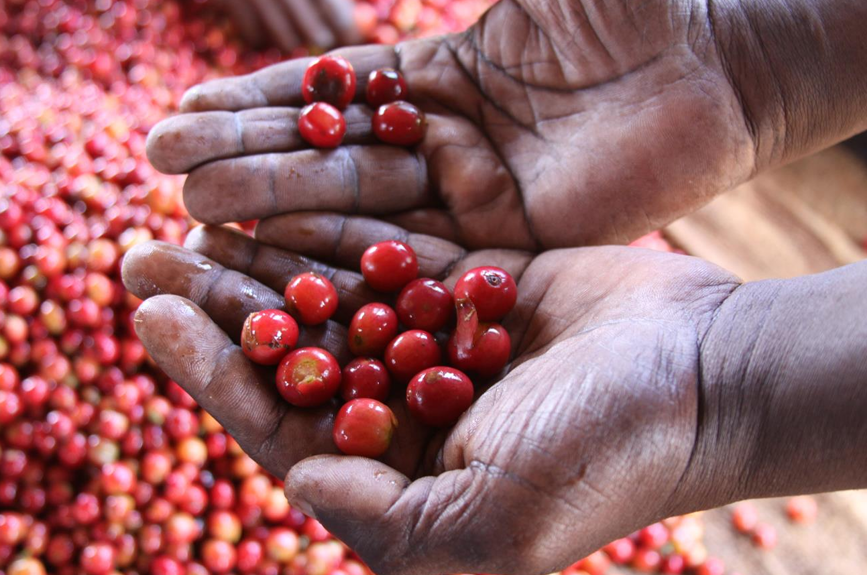 *NEW* Kaliluni AA - Kenya, washed