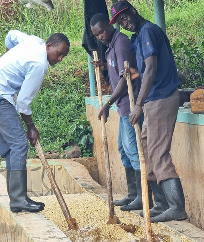 Kii Washing Station - Smallholder Farmers - Washed Kenya - Kenya