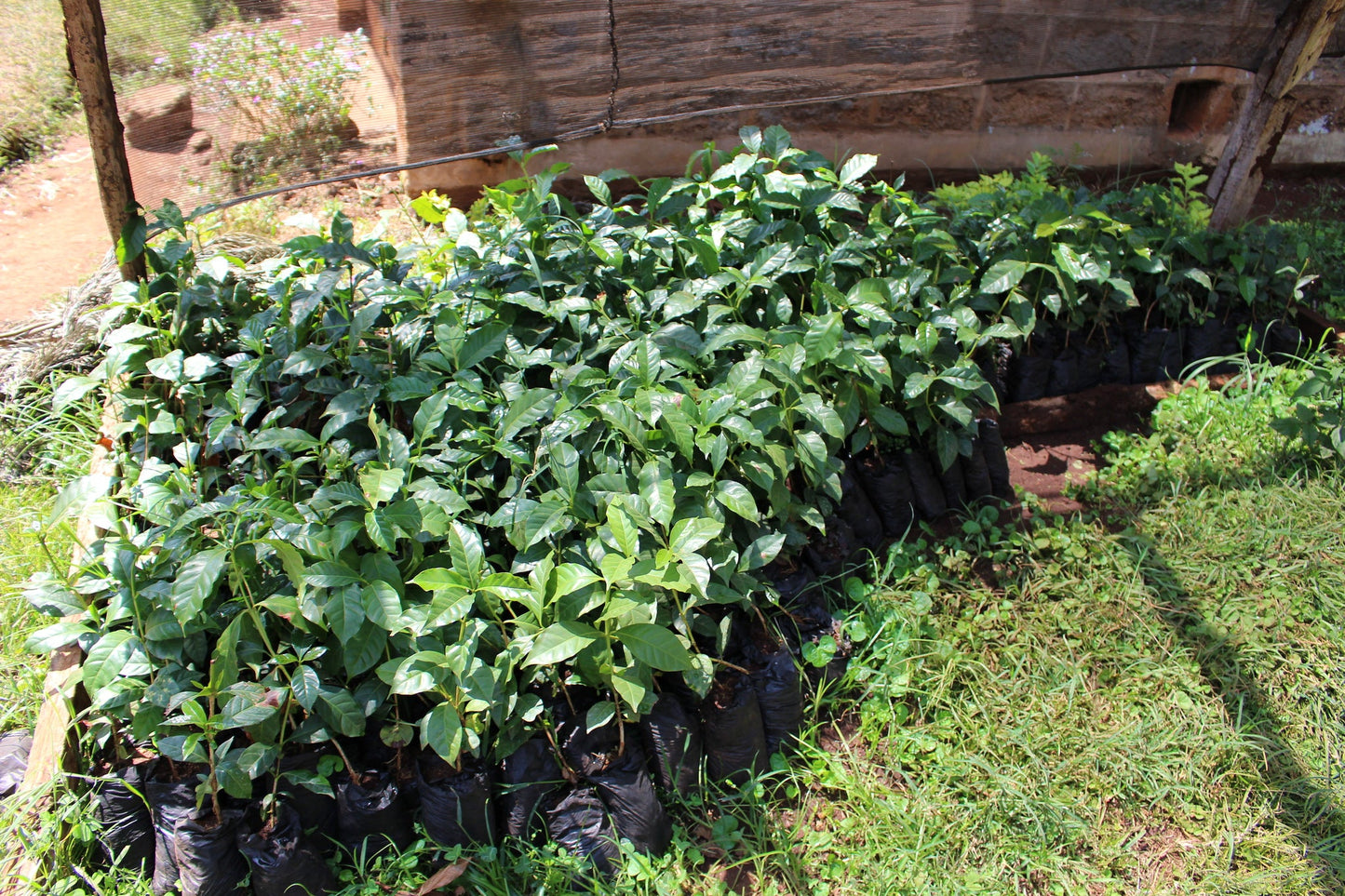 Kii Washing Station - Smallholder Farmers - Washed Kenya - Kenya