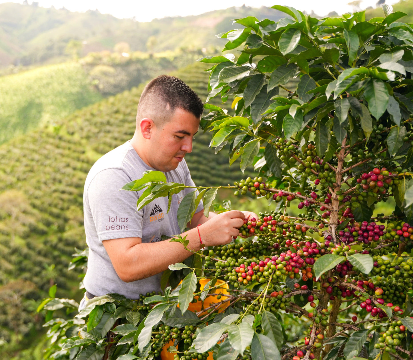 Las Flores - Jhoan Vergara - Anaerobic Thermal Shock Washed Decaf Pink Bourbon - Colombia