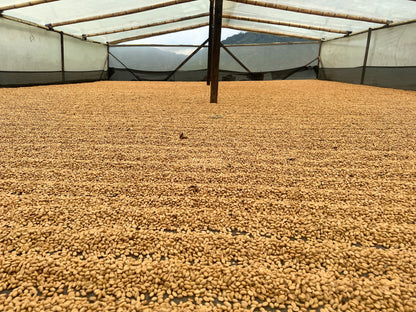 La Dinastia - Wilder Lazo - Lemongrass Yellow Honey Gesha - Colombia