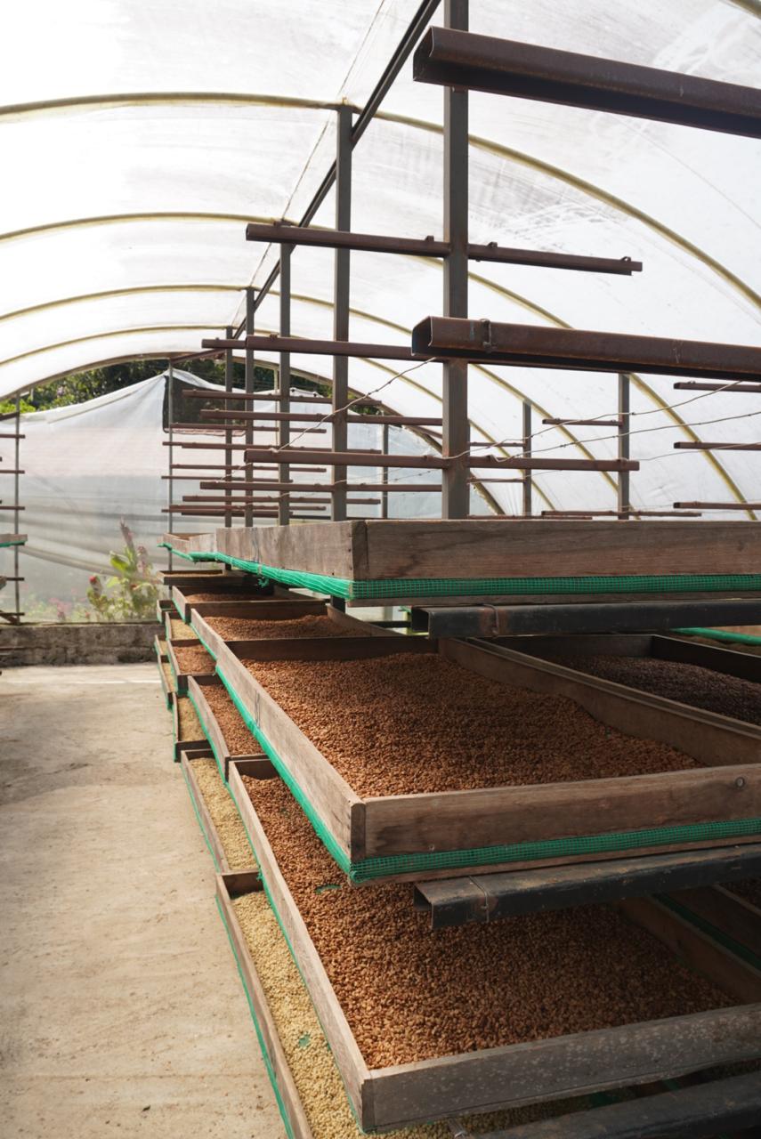 Merino Family Finca Lugmapata - Washed Sidra - Ecuador