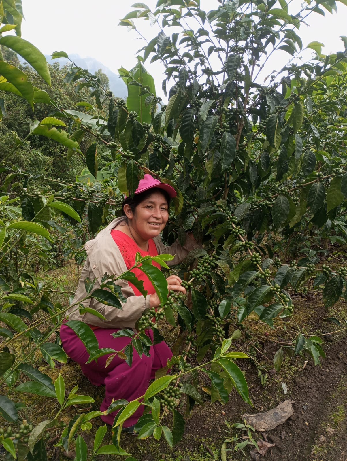 Finca El Manto Verde - Trinidad Pena Silva - Anaerobic Washed Gesha - Peru