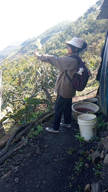 El Paramo - Paulina Maytan Casa - Washed Gesha - Peru