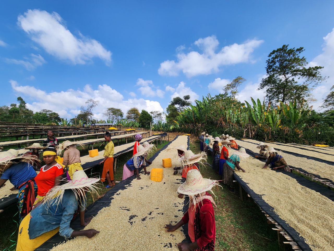 Banko Taratu Smallholder Farmers - Washed Landrace - Ethiopia