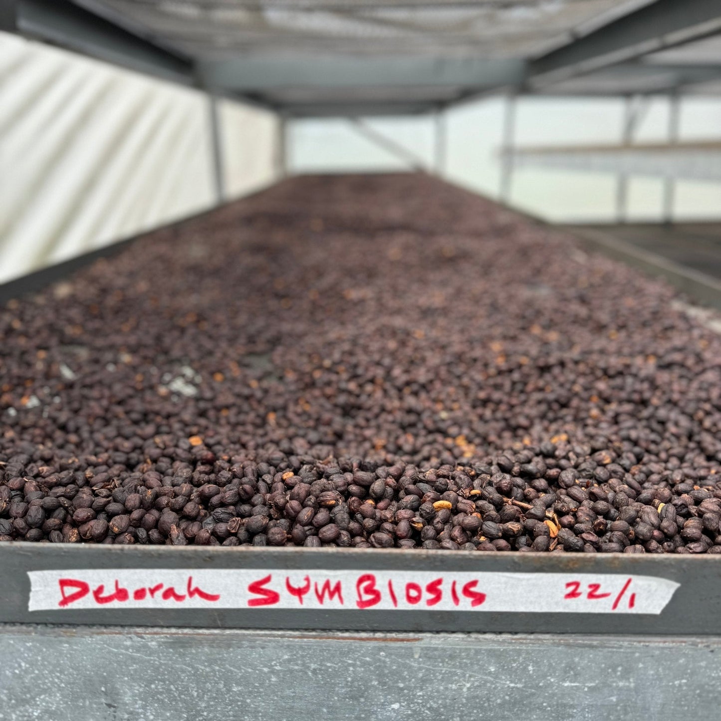 Finca Deborah - Brian Quan x Newbery St. Collaboration Coffee 114g