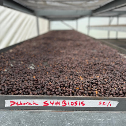 Finca Deborah - Brian Quan x Newbery St. Collaboration Coffee 114g