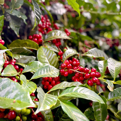 Finca Deborah - Brian Quan x Newbery St. Collaboration Coffee 114g