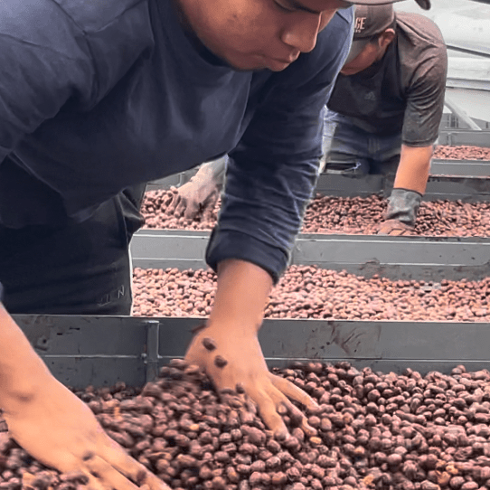 Finca Deborah - Brian Quan x Newbery St. Collaboration Coffee 114g