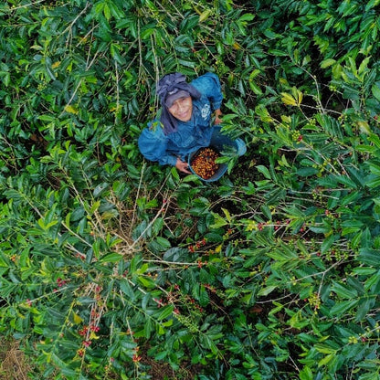 DIEGO BERMUDEZ GESHA