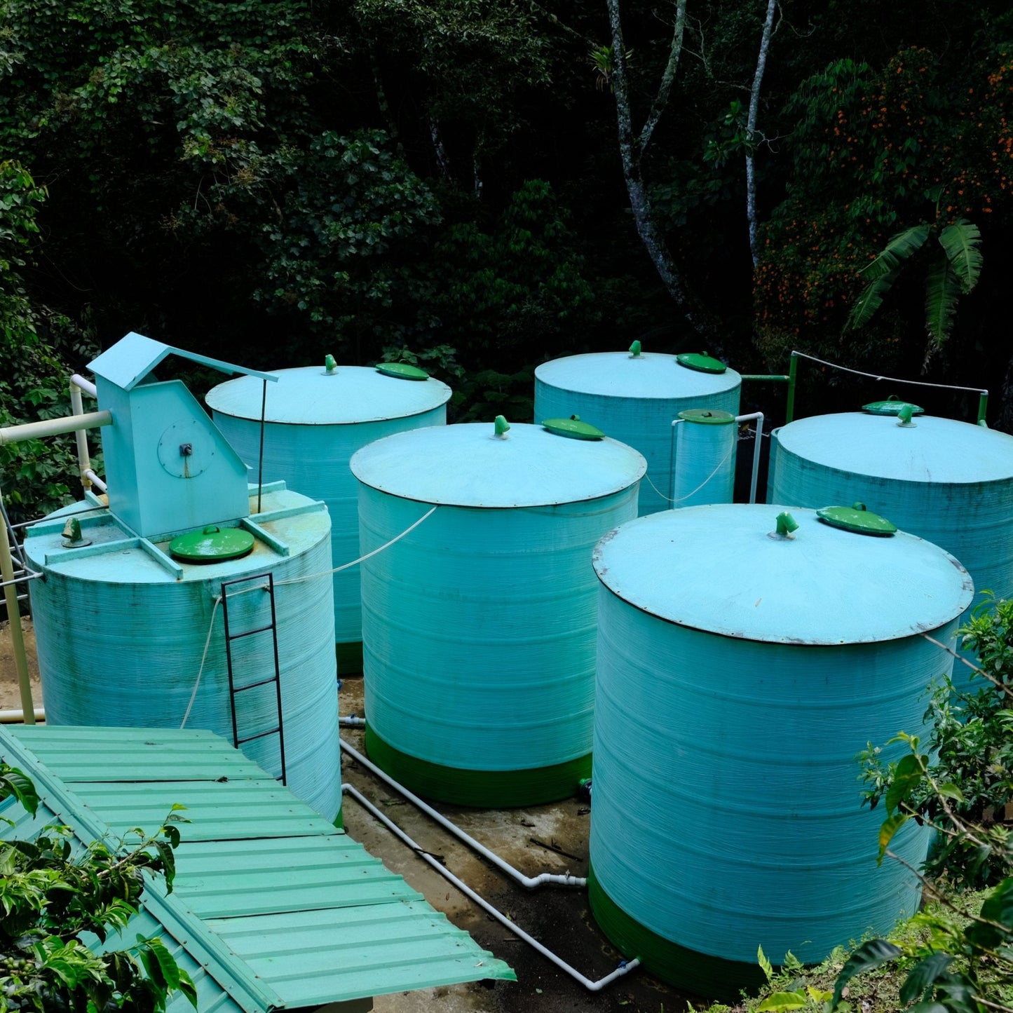 DIEGO BERMUDEZ GESHA