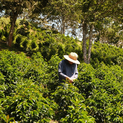 Diego Bermudez Rose Tea
